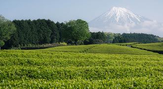 Tea Region Blog_ Shizuoka.jpg__PID:b0fa5b7e-c05f-4171-9d8c-3d72aab38e16