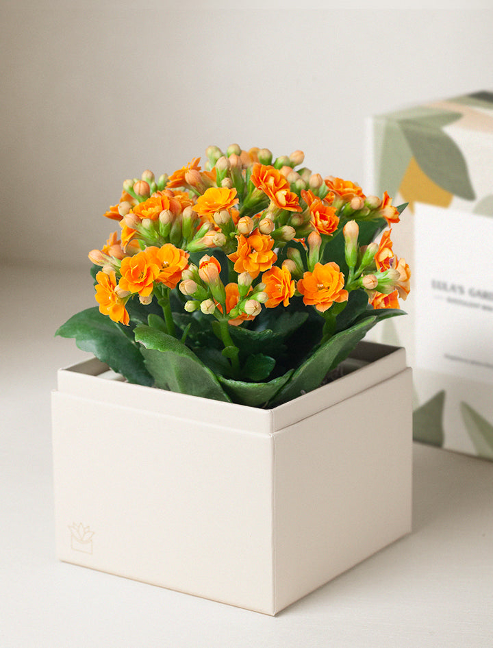 Orange Kalanchoe Garden - Lulas Garden product image