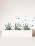 Succulents in gift box with Congrats sleeve.