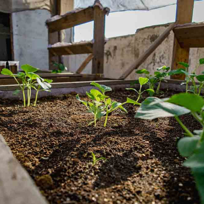 Garden Bed in Backyard