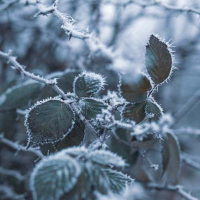 Frozen Leaves