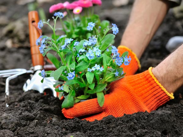 Planting a Flower