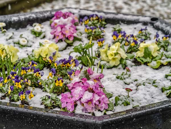 Flowers in Snow