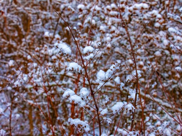 Plants with Snow Cover