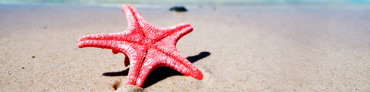Summer beach and star fish