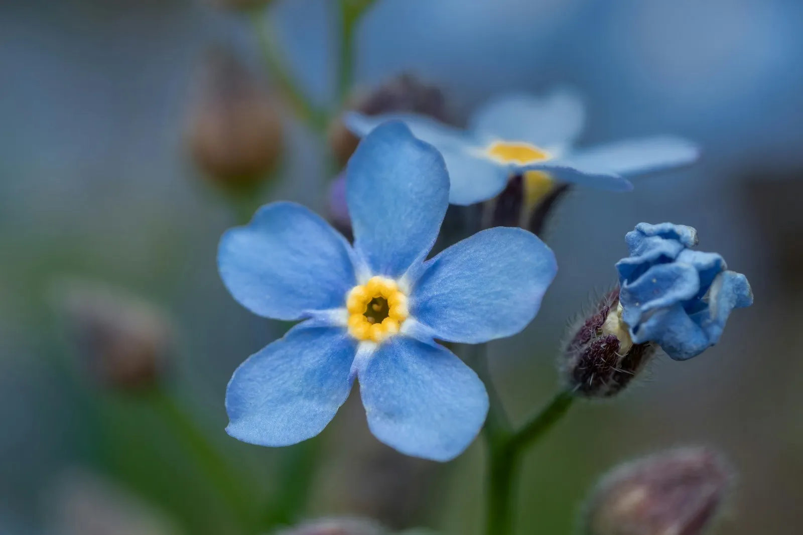 Understanding Forget Me Nots