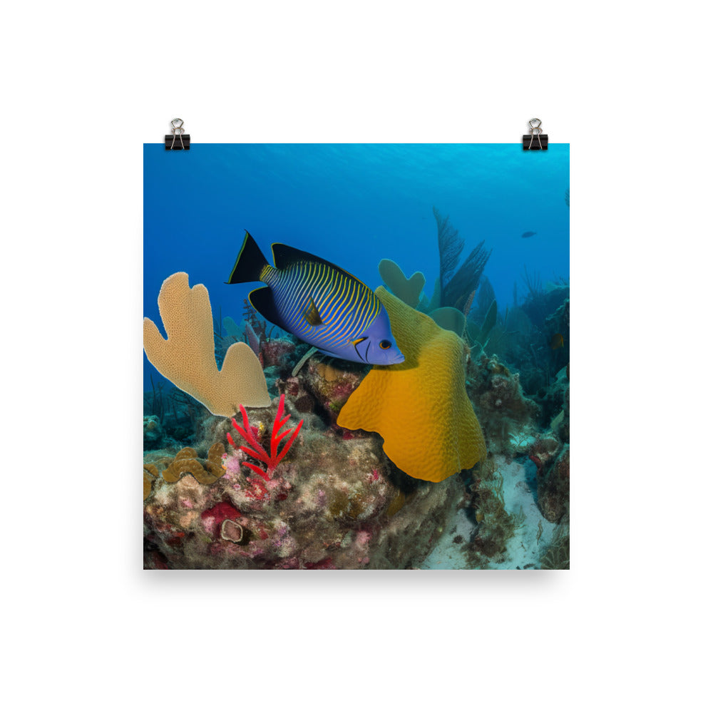 Elegant Angelfish in a Colorful Reef Photo paper poster Posters Posterfy.AI 12″×12″  