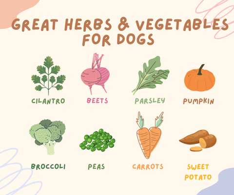 Infographic with the title "Great herbs and vegetables for dogs". The graphic shows pictures and names of: cilantro, beets, parsley, pumpkin, broccoli, peas, carrots, and sweet potatoes.