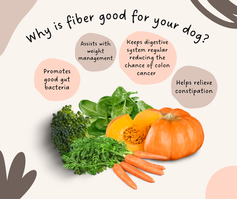 Infographic with the title "why is fiber good for dogs".  Next to images of fresh pumpkin, carrots, spinach, and broccoli are four facts about fiber for dogs. The facts are: promotes good gut bacteria, assists with weight management, keeps digestive system regular reducing the chance of colon cancer, and helps relieve constipation.