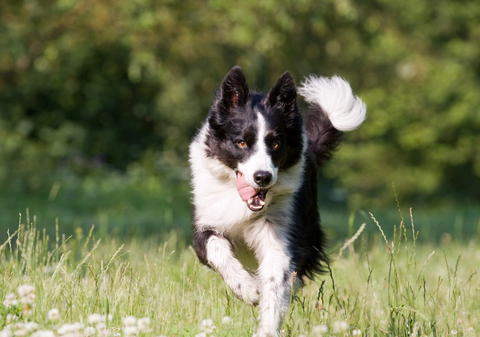 A grassy field with a running border collie who has its tongue sticking out. The border collie has black and white long fur. 
