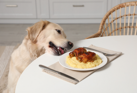 Blonde Lab trying to eat from the table without permission.