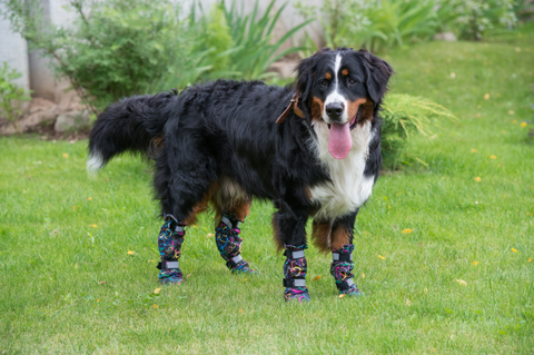 Border Collie with long dog shoes on all paws.