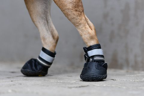 the blonde back legs of a dog with thick-soled shoes