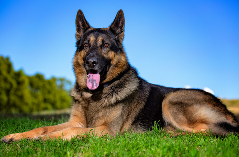 A Beautiful German Shepard lying in the grass with its tongue out on a hot summer day.