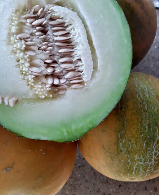 Maritza Rose Tomato (Slicer)