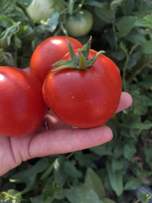 Maritza Rose Tomato (Slicer) - High Desert Seed + Gardens