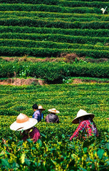 Photo of green tea plantation with Chinese workers in front picking tea