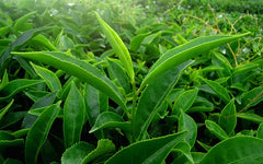 Tea leaves growing on a tea plant among many other tea plants