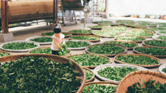 Harvested tea leaves in various baskets and a young child tossing the tea leaves
