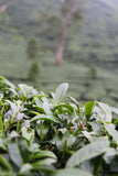 Tea leaves growing on tea plants in Taiwan