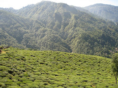 Tea garden in Darjeeling, India