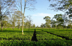 Tea garden in Assam, India