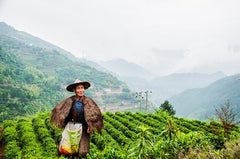 Image of a tea worker standing in a field with tea plants around him and misty mountains in the background