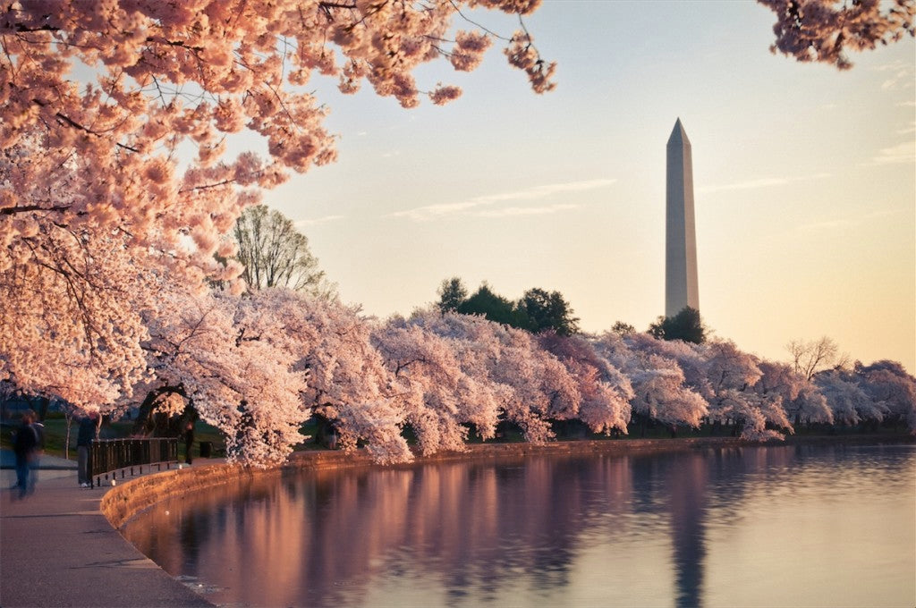 cherry blossoms DC