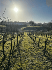 A row of unpruned vines next to a row of pruned vines 