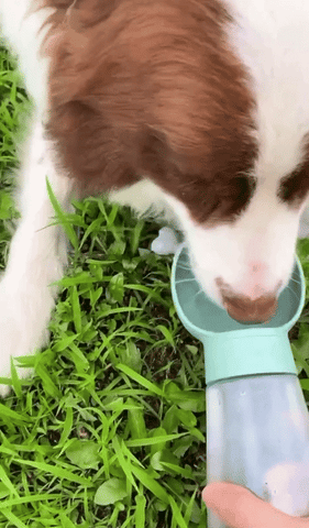Cloud Outdoor-Wasserflasche für Hunde3