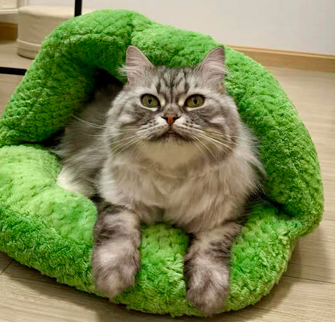 Creative Cactus Cat Bed 2