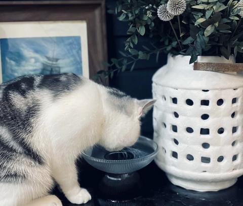 Pet Elevated Bowl