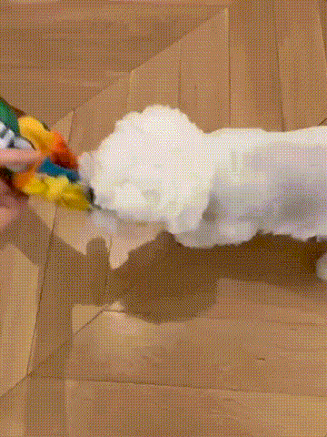Rainbow Twist Dog Rope Toys 2