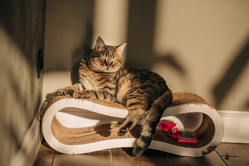 Why Do Cats Like Scratching Posts