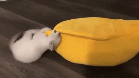 banana cat bed 11