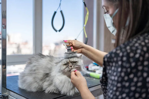 cat grooming brush