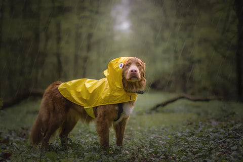 wasserdichter Regenmantel für Hunde