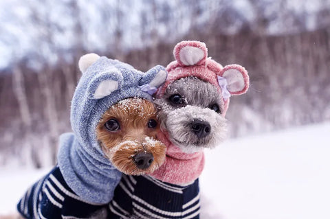 Hunde mit Wintermützen