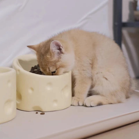 personalized pet bowls