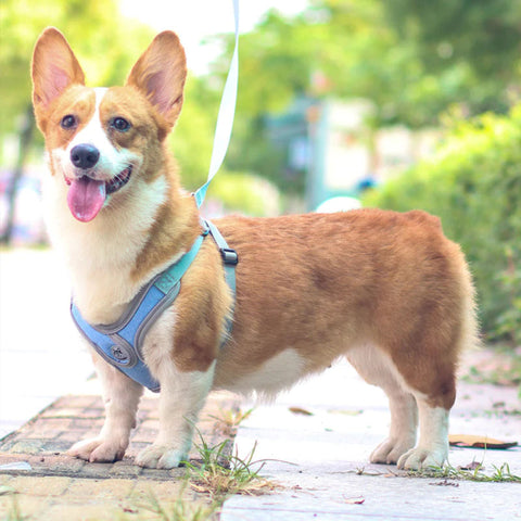 So messen Sie Ihren Hund für ein Geschirr