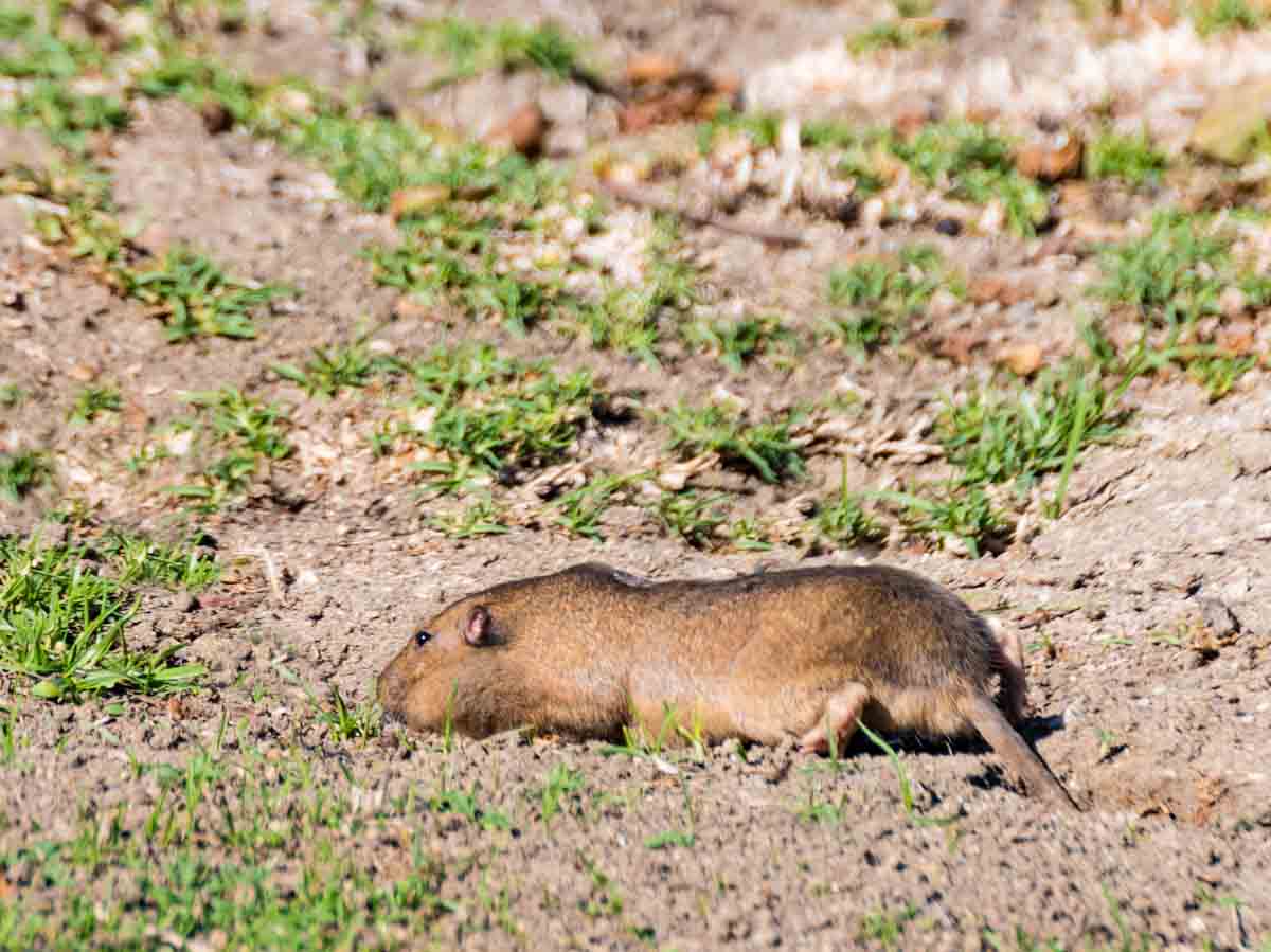 Gopher Outside of Hole