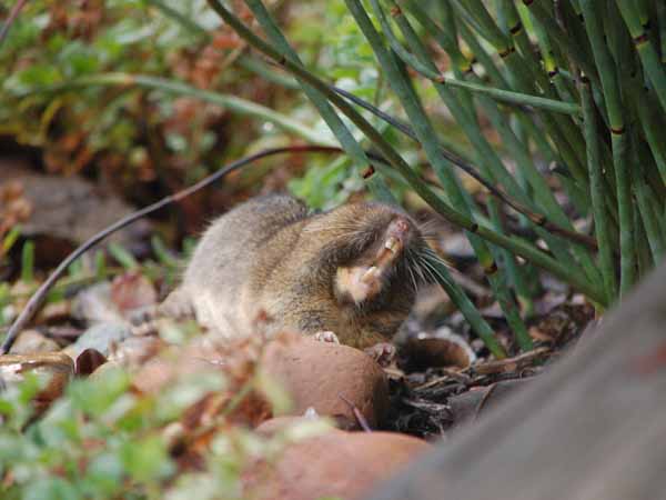 Gopher showing Teeth