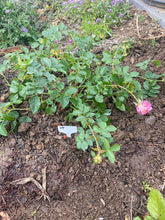 Rose-bush-planted.jpg__PID:38c428fd-50bb-4a3b-b6f1-a6f1a279caed