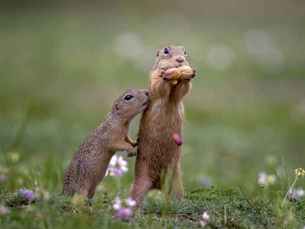 Gophers Standing