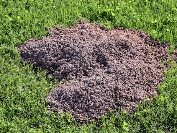 Mound of Dirt from Gopher