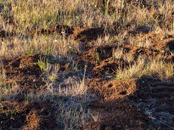 Mounds From Gophers