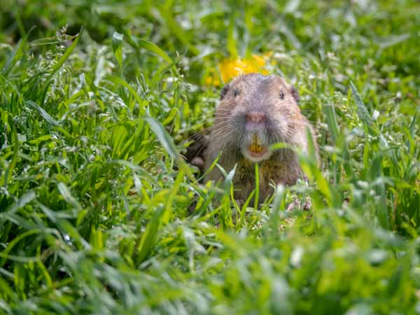 Gopher showing Teeth