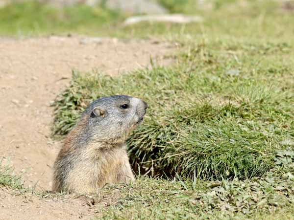 Gopher Climbing Out