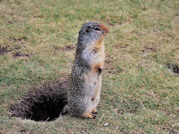 Gopher Standing Up