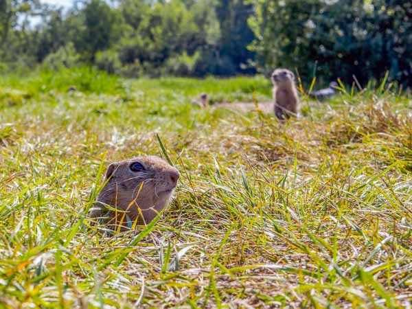 Gophers in Field